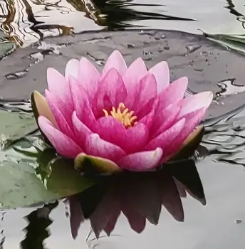 Arti Indian Dance events